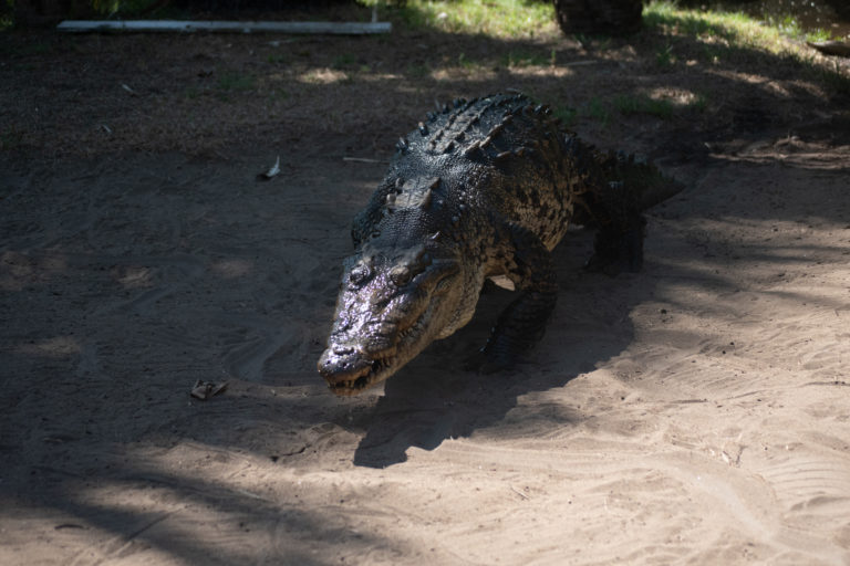 cocodrilos-viajando-sola-costas-oaxaca