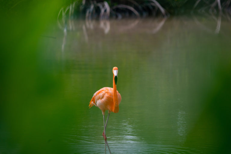 dónde-vacacionar-riviera-yucatan-flamingo