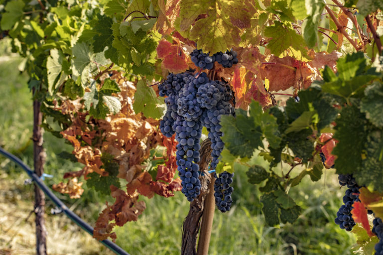 paraísos-en-chihuahua-ecoturismo-vinos