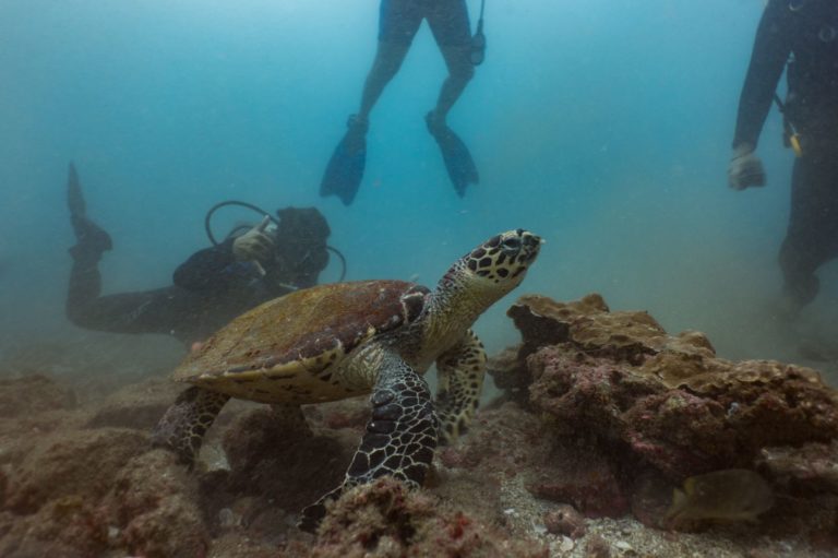 qué-visitar-en-vacaciones-buceo-manzanillo