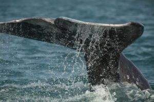 bahía magdalena baja california sur atractivos