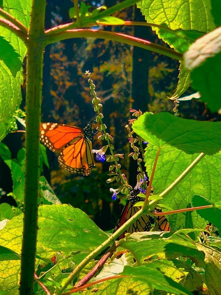 avistamiento-de-mariposas-en-concá
