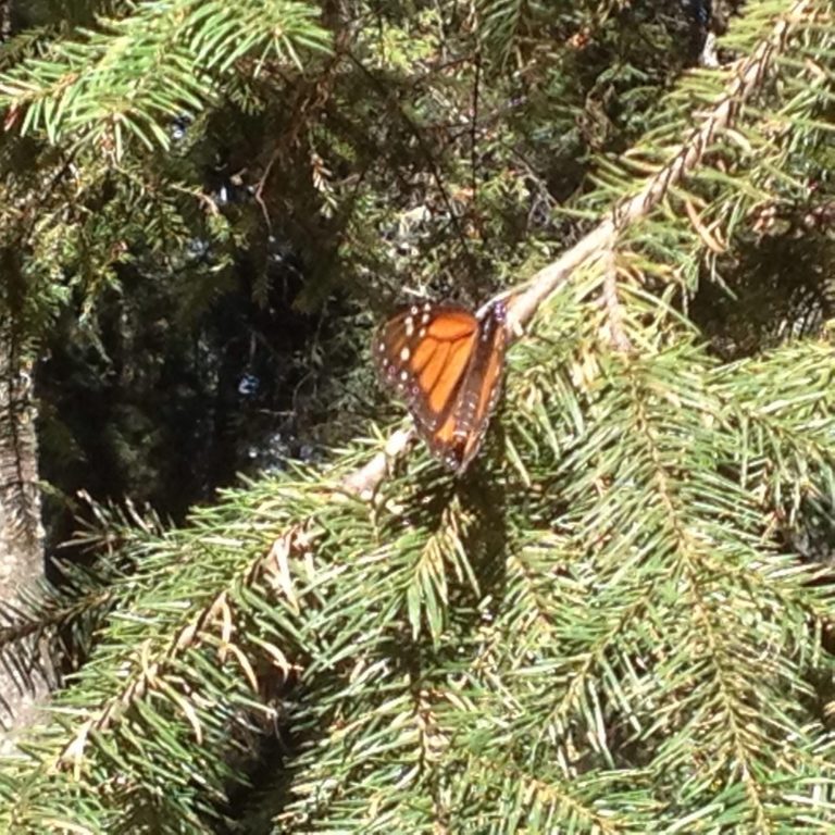 avistamiento-de-mariposas-en-conca