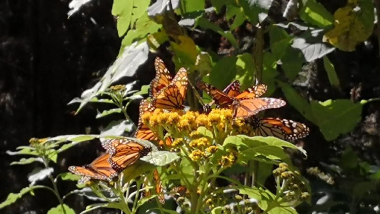 avistamiento-de-mariposas-en-mexico