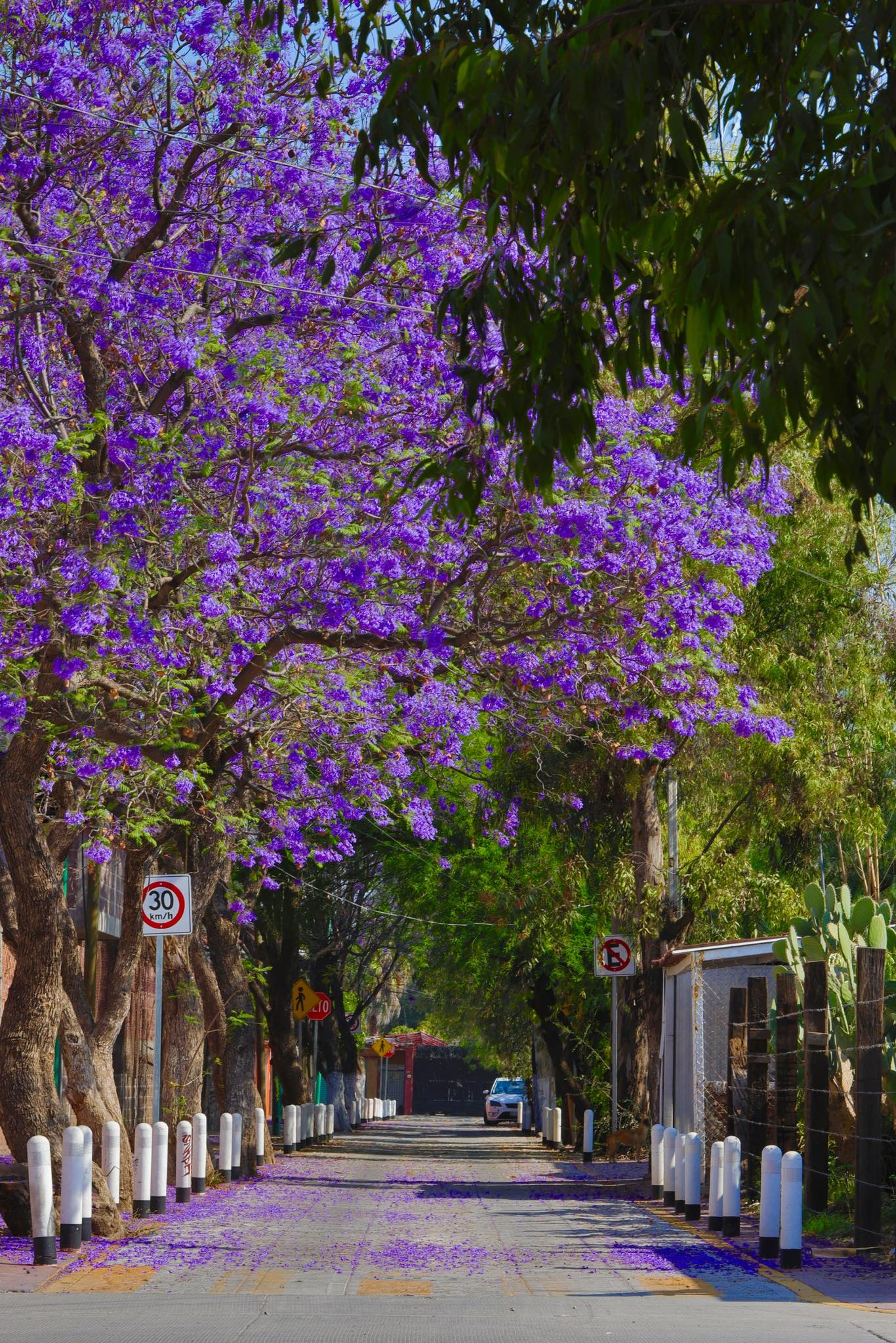 historia salamanca en Guanajuato méxico