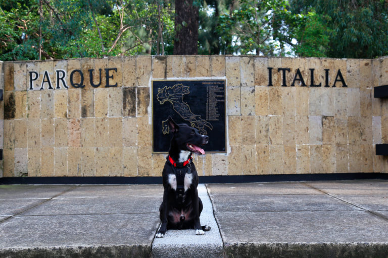 parque-italia-pet-friendly-mexico