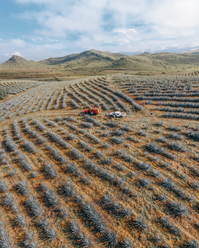 14 – Ruta del Tequila