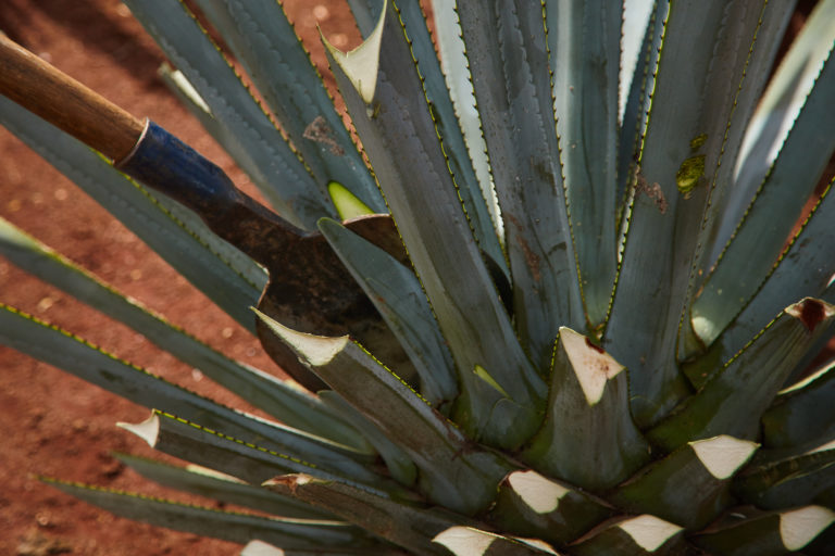 23.10.20_Tequila_Behind The Content 90