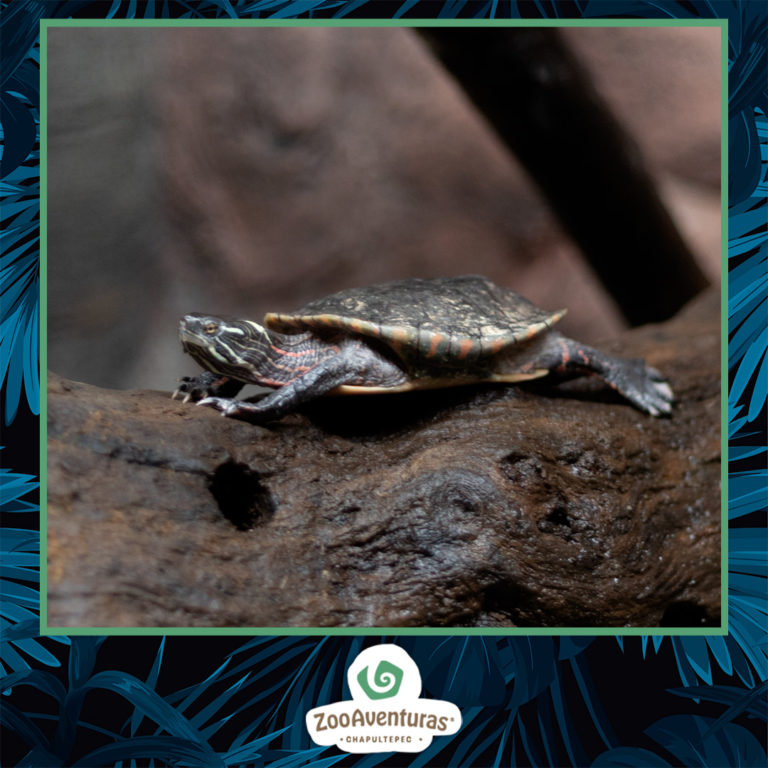 490407621_1200582645404022_5265860519997980169_n