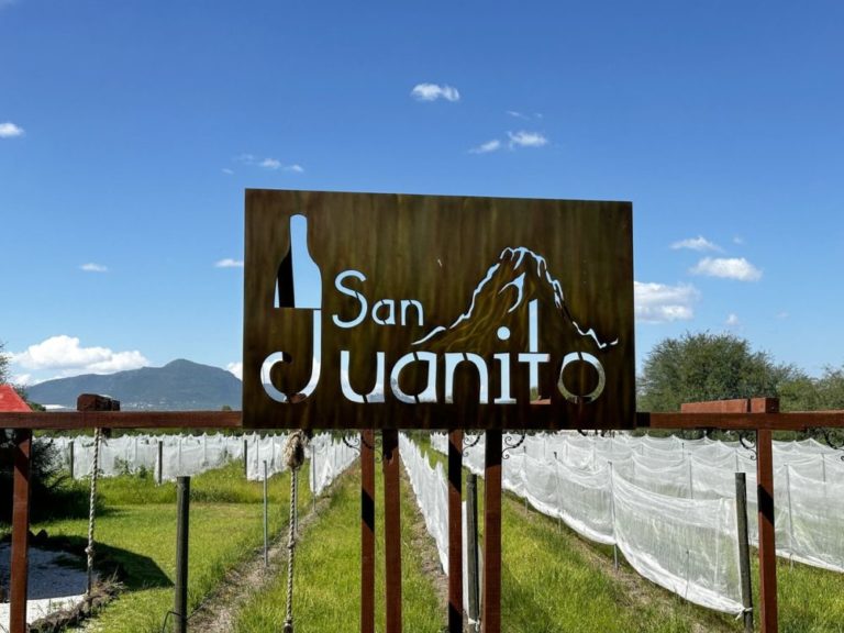 6e740299-cultura_del_vino_en_mexico_10-mrm-1000×750