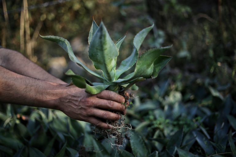 Agave Maximiliana – Raicilla