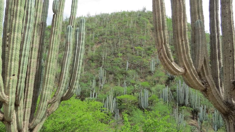 Explora la Ruta Turística de la Reserva de la Biósfera Tehuacán-Cuicatlán