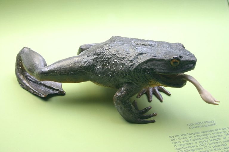 Goliath-frog-africa-turismo