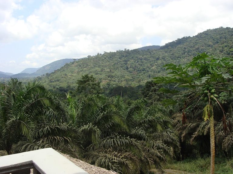 Goliath-frog-africa-turismo-viajes