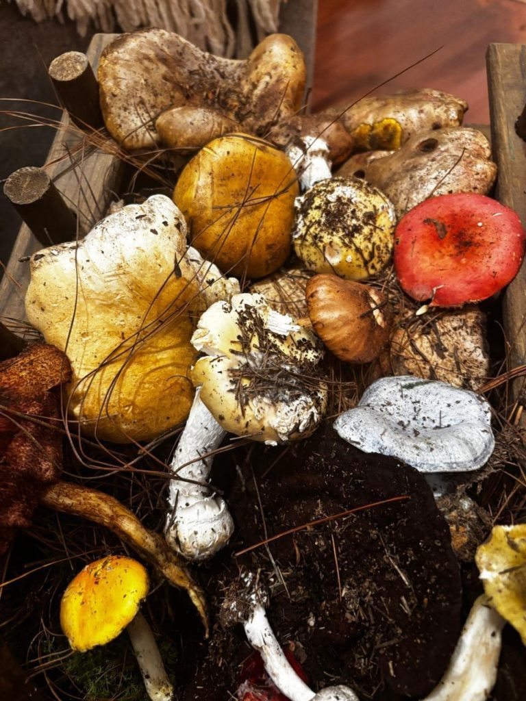 Más de 250 variedades de hongos te esperan en la feria de Senguio Sectur (1)