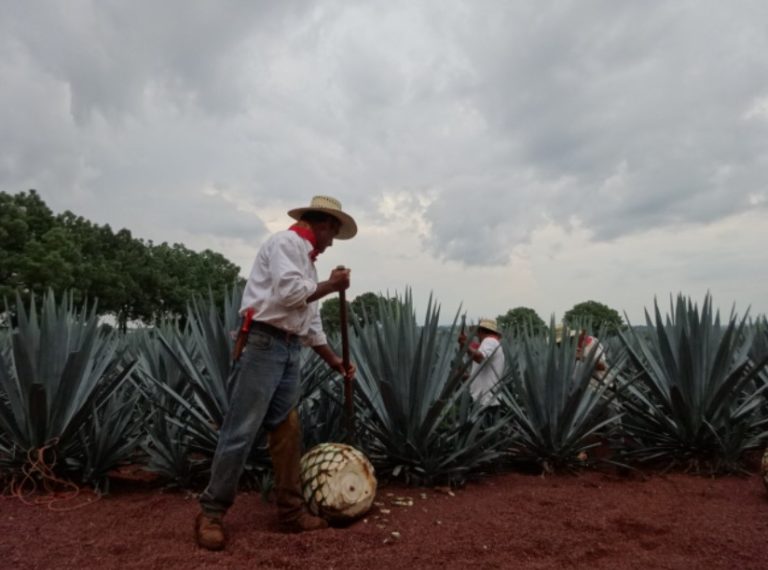 WhatsApp Image 2025-08-27 at 4.50.54 PM