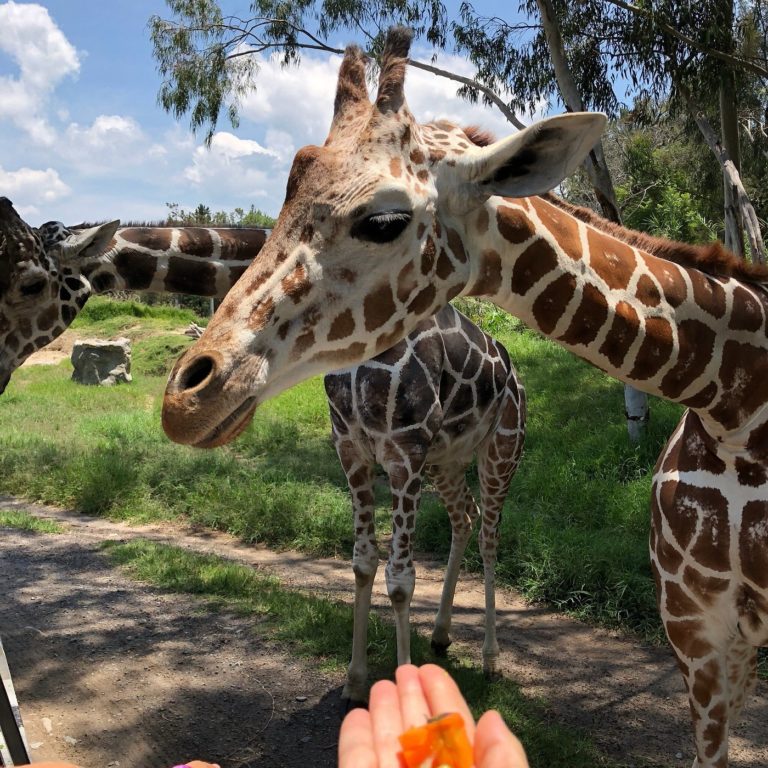 Zoológico-Guadalajara-mex-turismo