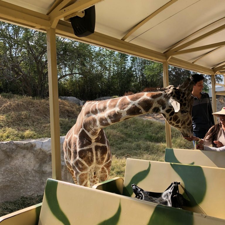 Zoológico-Guadalajara-mexico-turismo