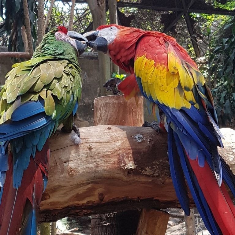 Zoológico-Guadalajara-mexico-turismo-aventuras