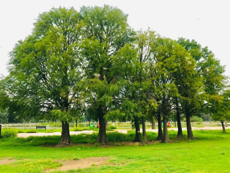 bosque-de-Aragón-mx-turismo