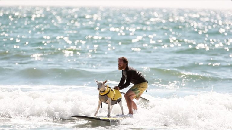 Surf en California: playas, perritos y pura vibra cool