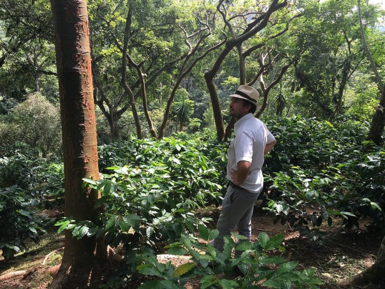 cafe-mexico-turismo-de-veracurz