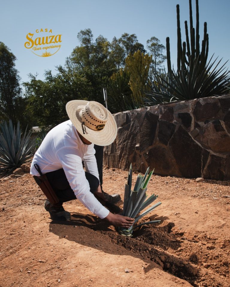casa-sauza-tequila-jalisco-siembra