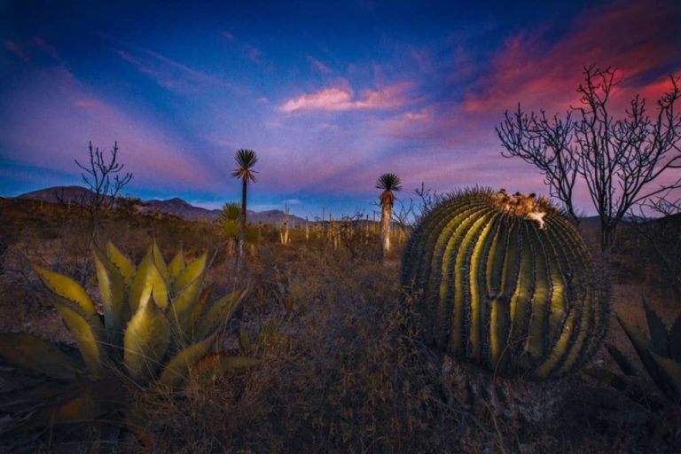 d565c30b-reserva-biosfera-tehuacan-cuicatlan-puebla-1000×667