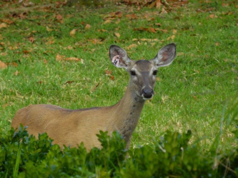 el-chifon-donde-nadar-puebla