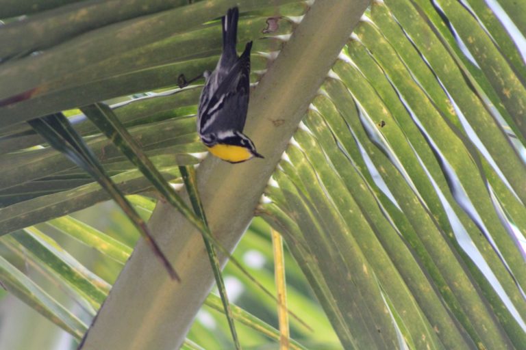 fauna-mex-turismo-de-aventura