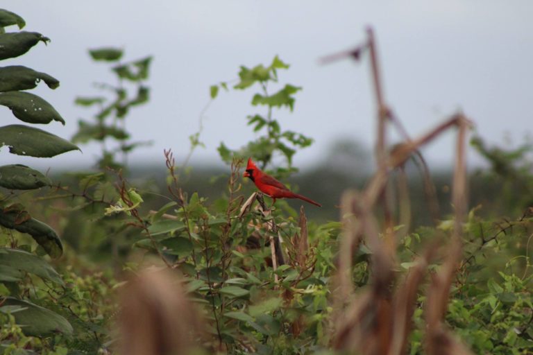 fauna-mexico-turismo-de-aventura