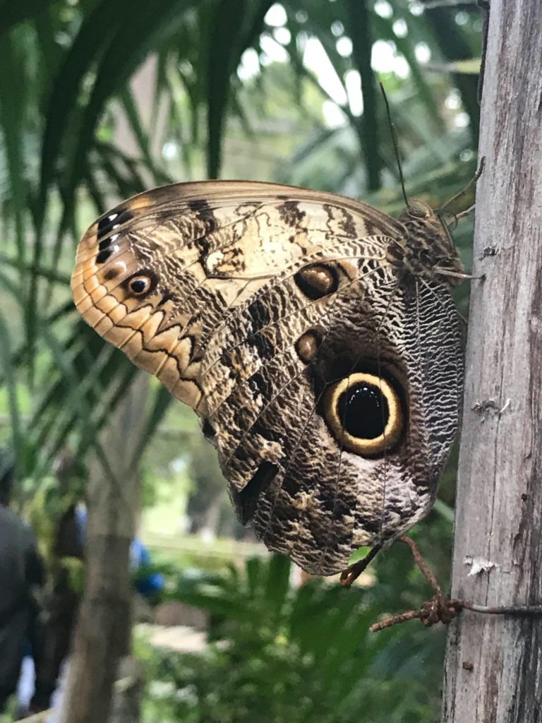 fauna-mx-turismo-de-aventura