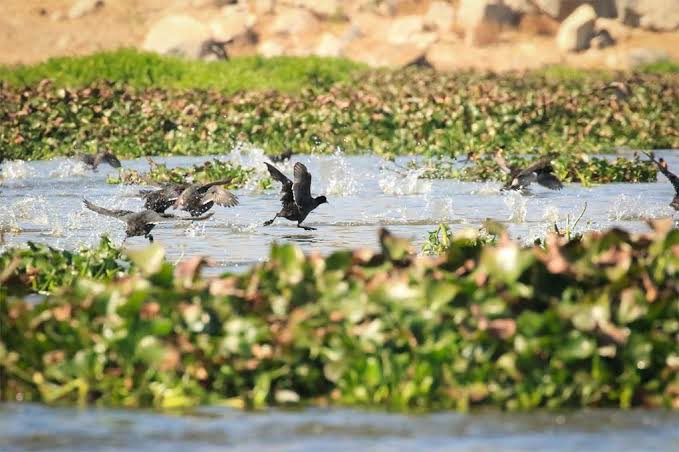 humedal de valsequillo puebla que hacer