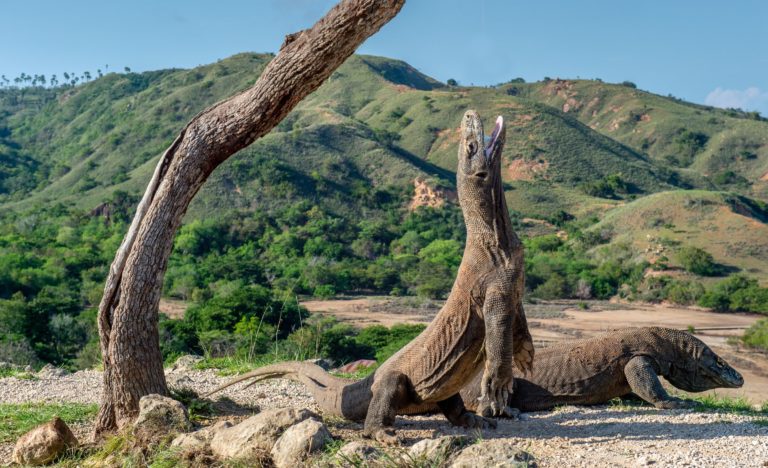 komodo-parques-nacionales-impresionantes