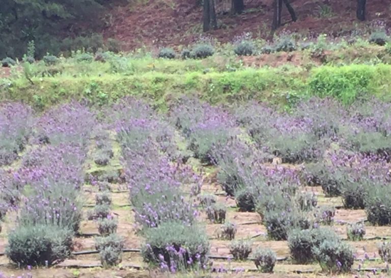 lavanda-rancho-de-san-martin