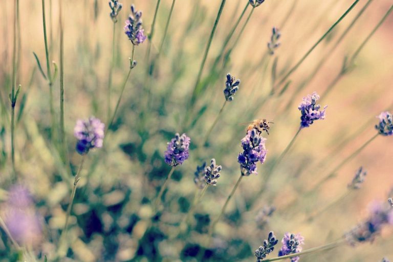 lavanda-rancho-san-martin