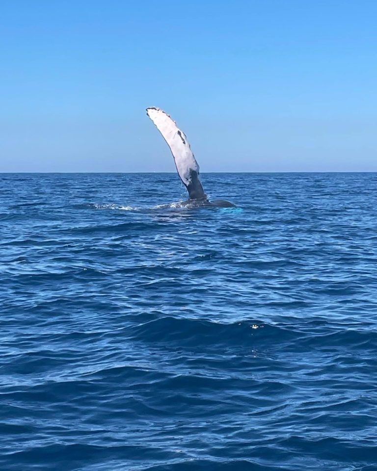 los-ayala-ballenas-avistamiento-mex