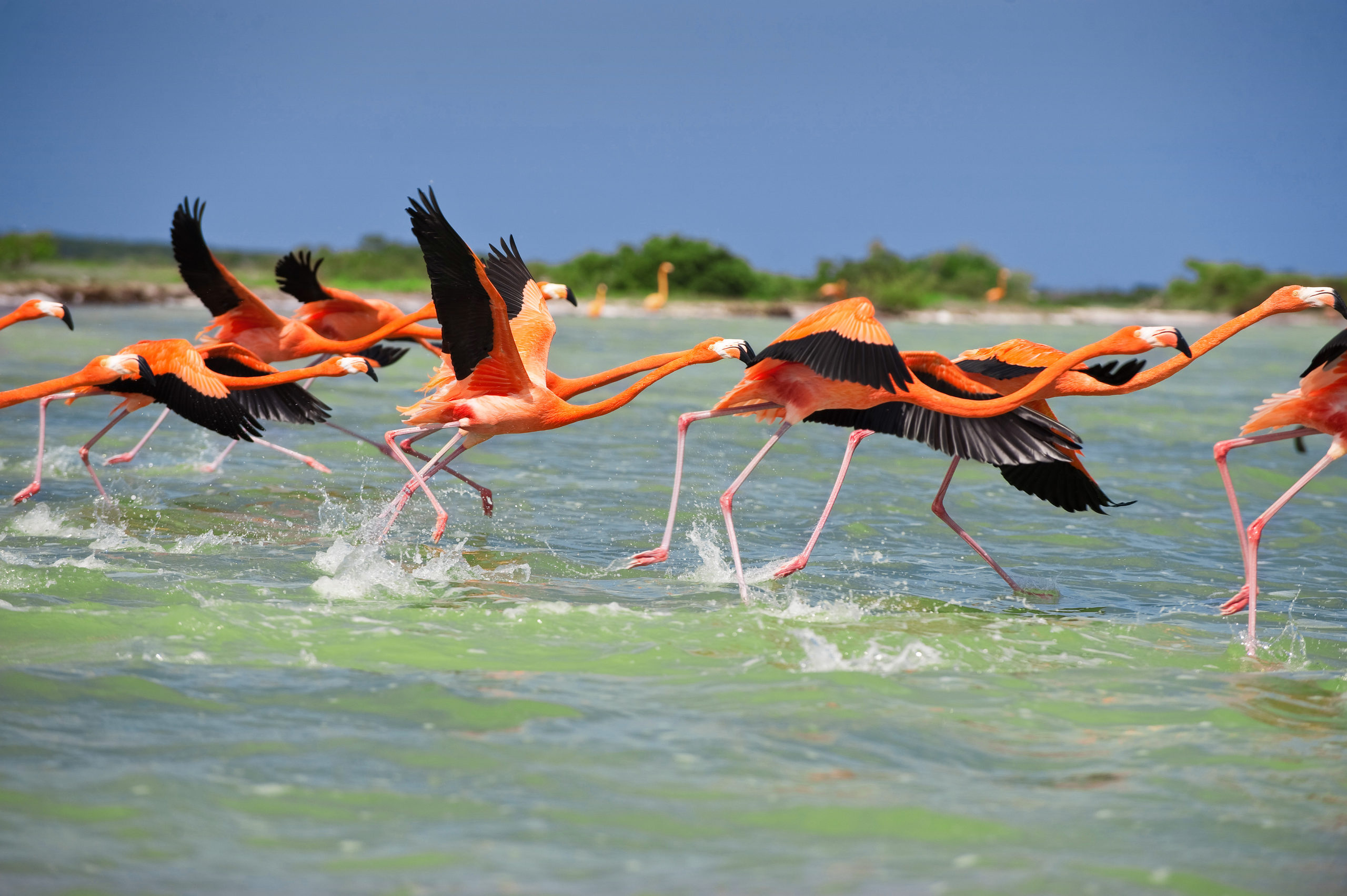 lugares de yucatán méxico celestun