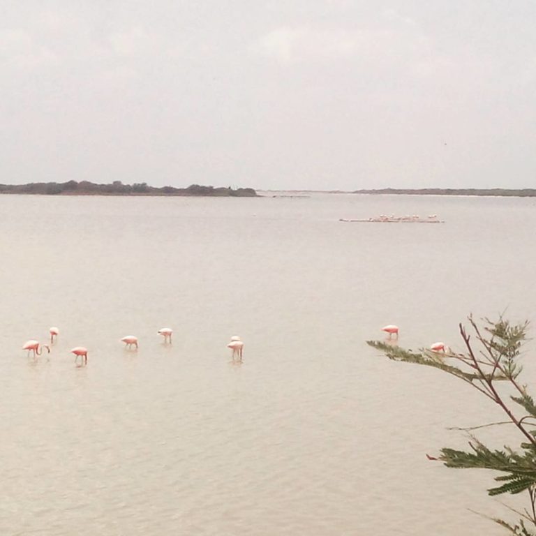 mexico-turismo-de-aventuras-flamingos