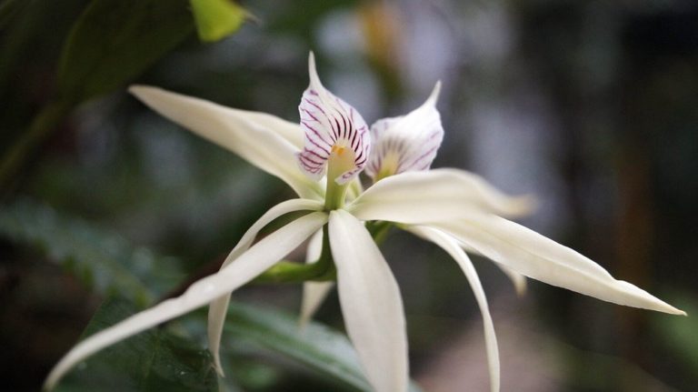 orquidarios-de-veracruz-mexico-orquidea