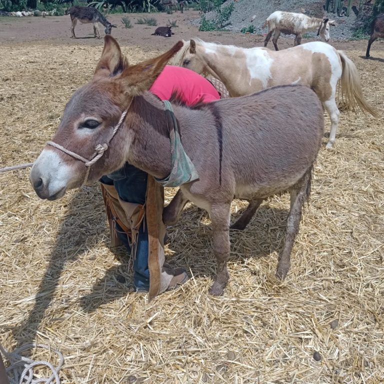 otumba-mexico-turismo-museo-burro