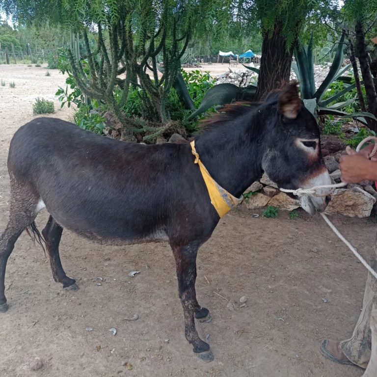 otumba-museo-turismo-de-aventuras