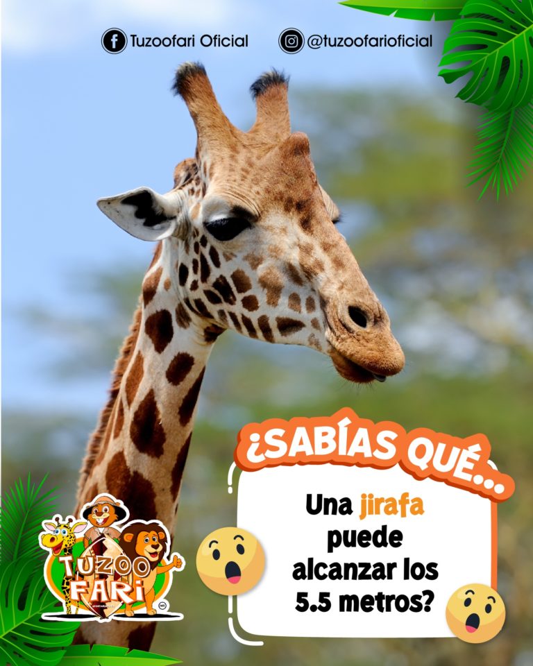 pachuca-hidalgo-que-ver-tuzoofari