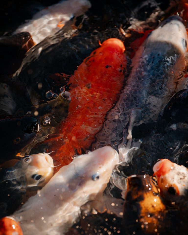 parque-china-chile-internacional-koi