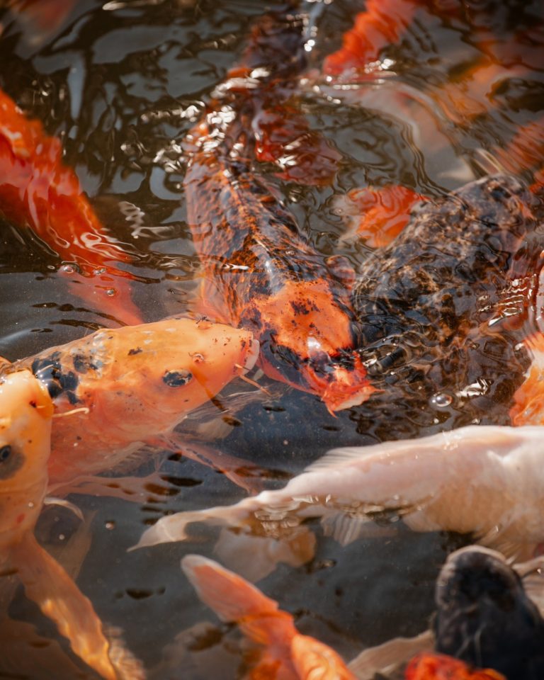 parque-china-chile-internacional-peces