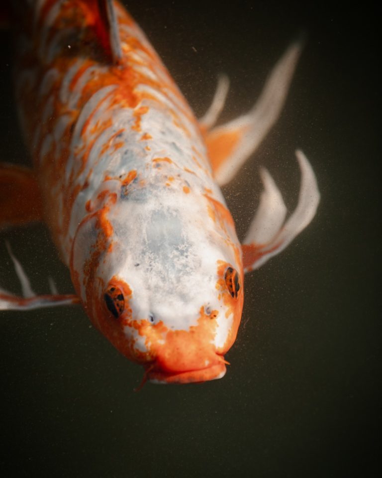 parque-china-chile-internacional-pez