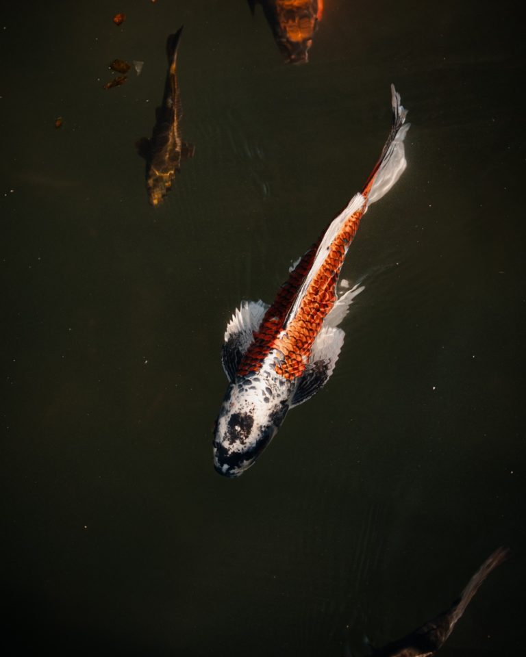 parque-china-chile-internacionales-peces