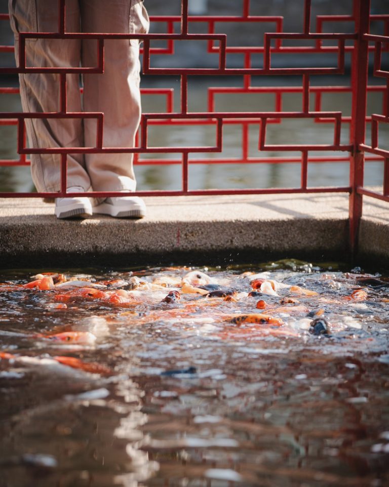 parque-china-chile-internacionales-turismo