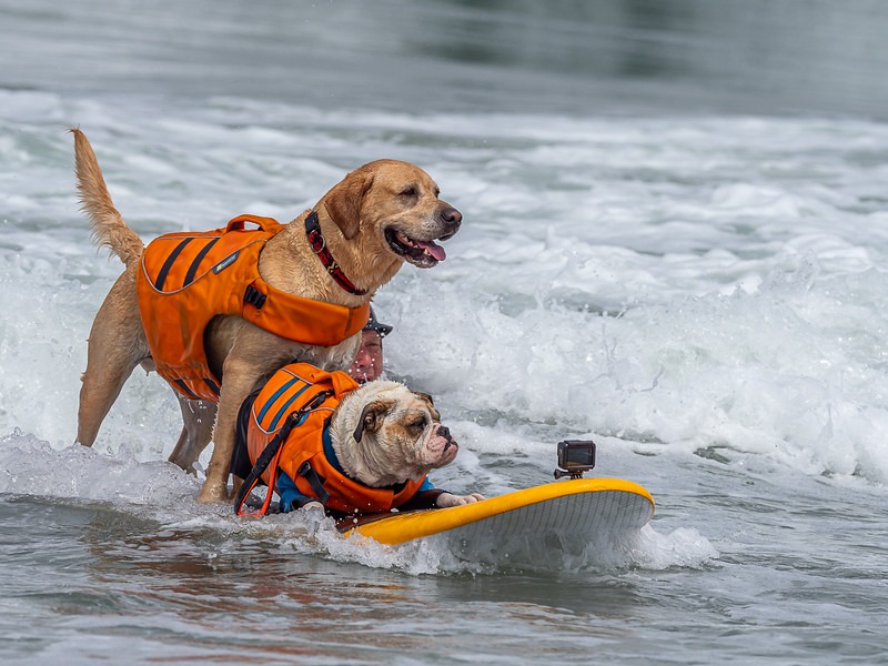 perros mascotas surf en california