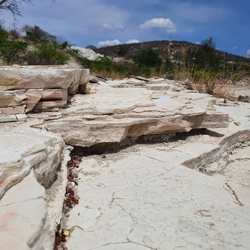 pie-de-vaca-tepexi-mex